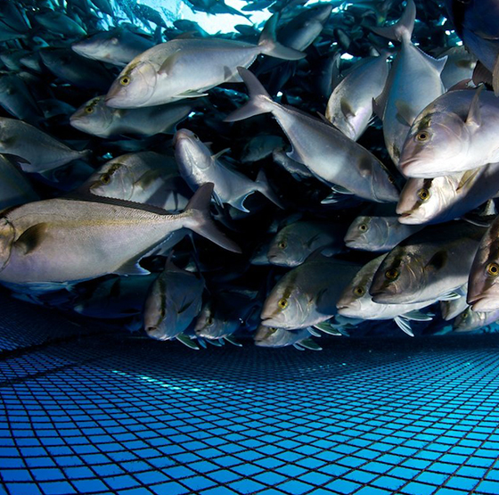পিএসএ অক্সিজেন জেনারেটর অ্যাপ্লিকেশন